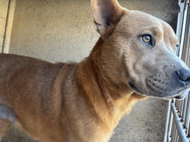 adoptable Dog in OKC, OK named LOLA