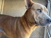 adoptable Dog in  named LOLA