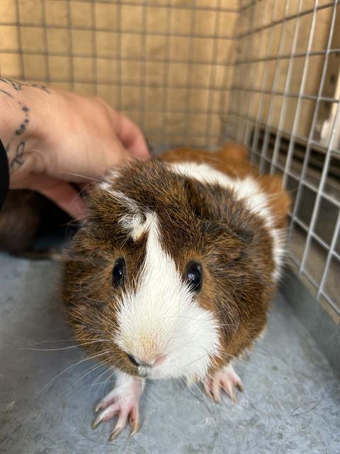 adoptable Guinea Pig in OKC, OK named BITEY SMALLS