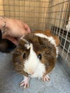 adoptable Guinea Pig in  named BITEY SMALLS
