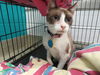 adoptable Cat in  named 42