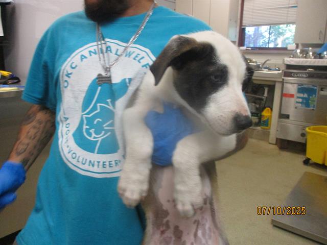 adoptable Dog in OKC, OK named A458805