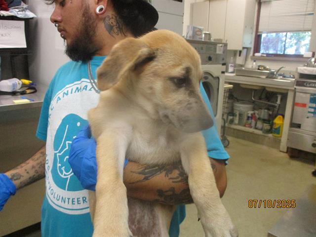 adoptable Dog in OKC, OK named A458806