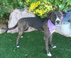 adoptable Dog in  named VIOLET