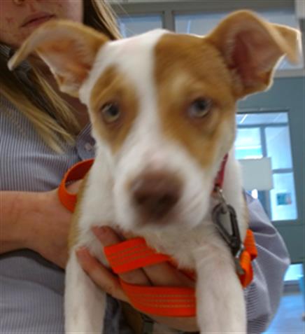 adoptable Dog in OKC, OK named A458873