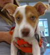 adoptable Dog in  named A458873
