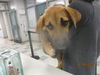 adoptable Dog in  named FAITH