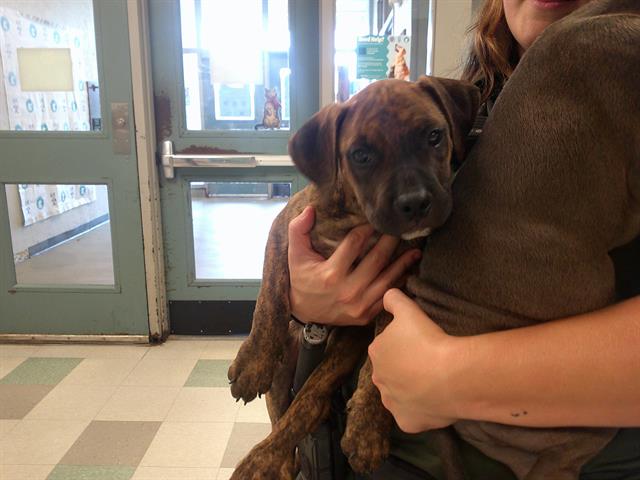 adoptable Dog in OKC, OK named A458836
