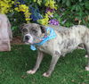 adoptable Dog in  named CINDY