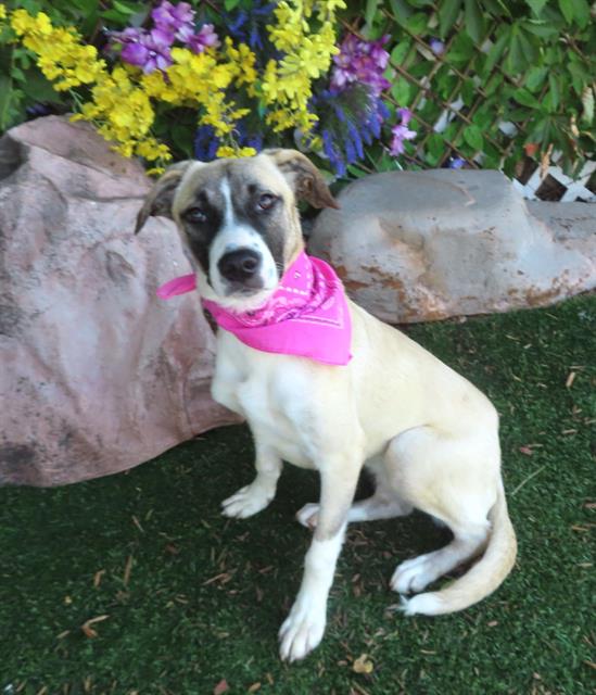 adoptable Dog in OKC, OK named SKYLER
