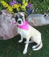 adoptable Dog in  named SKYLER