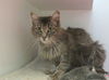 adoptable Cat in  named AZALEA