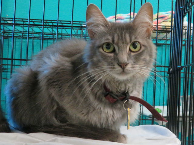adoptable Cat in OKC, OK named AZALEA