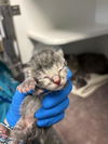 adoptable Cat in  named A453840