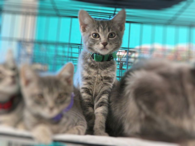 adoptable Cat in OKC, OK named TWINKLE
