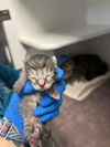 adoptable Cat in  named A453841