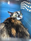 adoptable Cat in OKC, OK named A458843