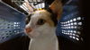 adoptable Cat in OKC, OK named BLINK
