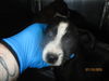 adoptable Dog in OKC, OK named A459129