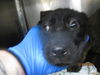 adoptable Dog in OKC, OK named A459130