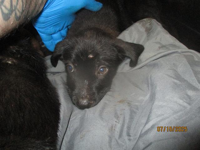 adoptable Dog in OKC, OK named A459131