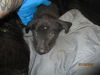 adoptable Dog in OKC, OK named A459131