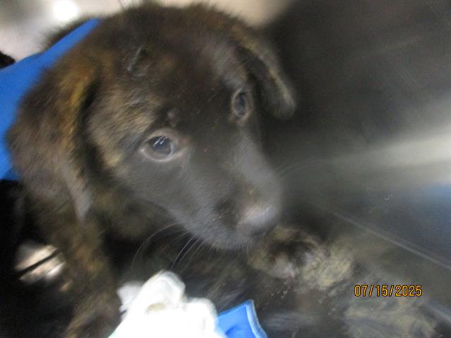 adoptable Dog in OKC, OK named A459132