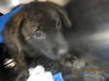 adoptable Dog in OKC, OK named A459132