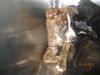 adoptable Dog in OKC, OK named A459133