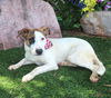 adoptable Dog in  named FRANKLIN