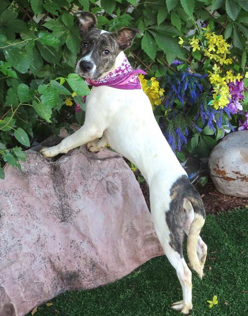 adoptable Dog in OKC, OK named KATE
