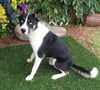 adoptable Dog in  named LIL BOY