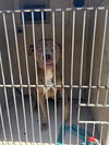 adoptable Dog in OKC, OK named CARLIE