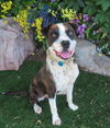 adoptable Dog in  named PEEWEE