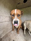 adoptable Dog in  named LAYLA