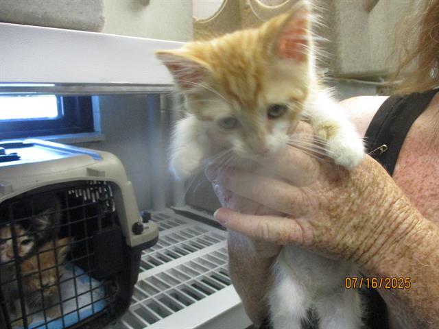adoptable Cat in OKC, OK named A459158
