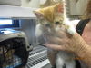 adoptable Cat in OKC, OK named A459158