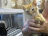 adoptable Cat in OKC, OK named A459160