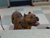 adoptable Dog in  named PRINCESS