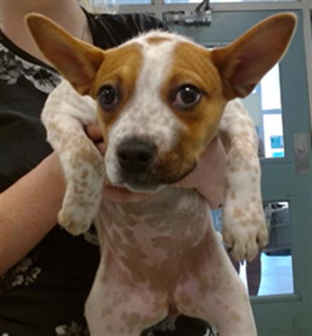 adoptable Dog in OKC, OK named A459199