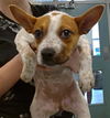 adoptable Dog in  named A459199