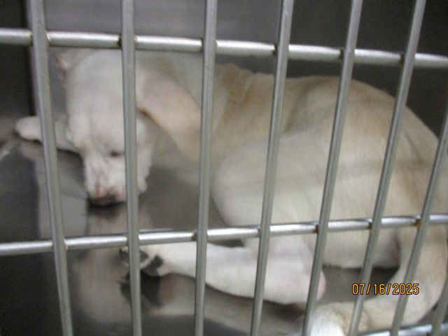 adoptable Dog in OKC, OK named A459210