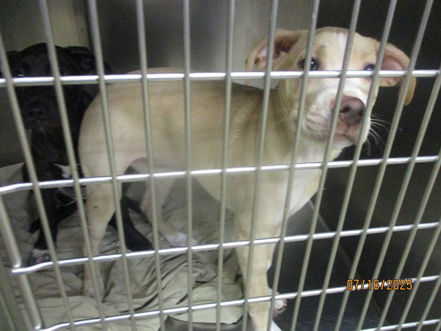 adoptable Dog in OKC, OK named A459211