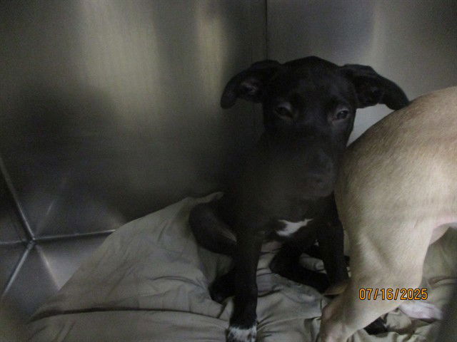 adoptable Dog in OKC, OK named A459212