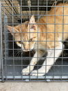 adoptable Cat in OKC, OK named A458645