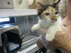 adoptable Cat in OKC, OK named A459161