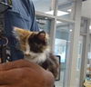 adoptable Cat in  named COCO PUFF