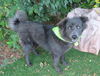 adoptable Dog in  named MAIZY