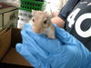 adoptable Gerbil in OKC, OK named PINOCCHIO