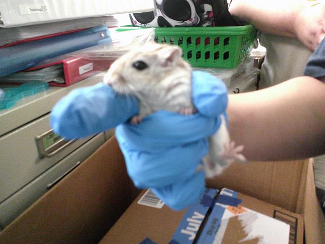 adoptable Gerbil in OKC, OK named SPOT